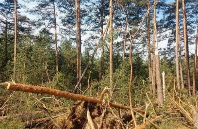 {Leśnicy ostrzegają przed wiatrołomami na terenie Nadleśnictwa Jedwabno.}